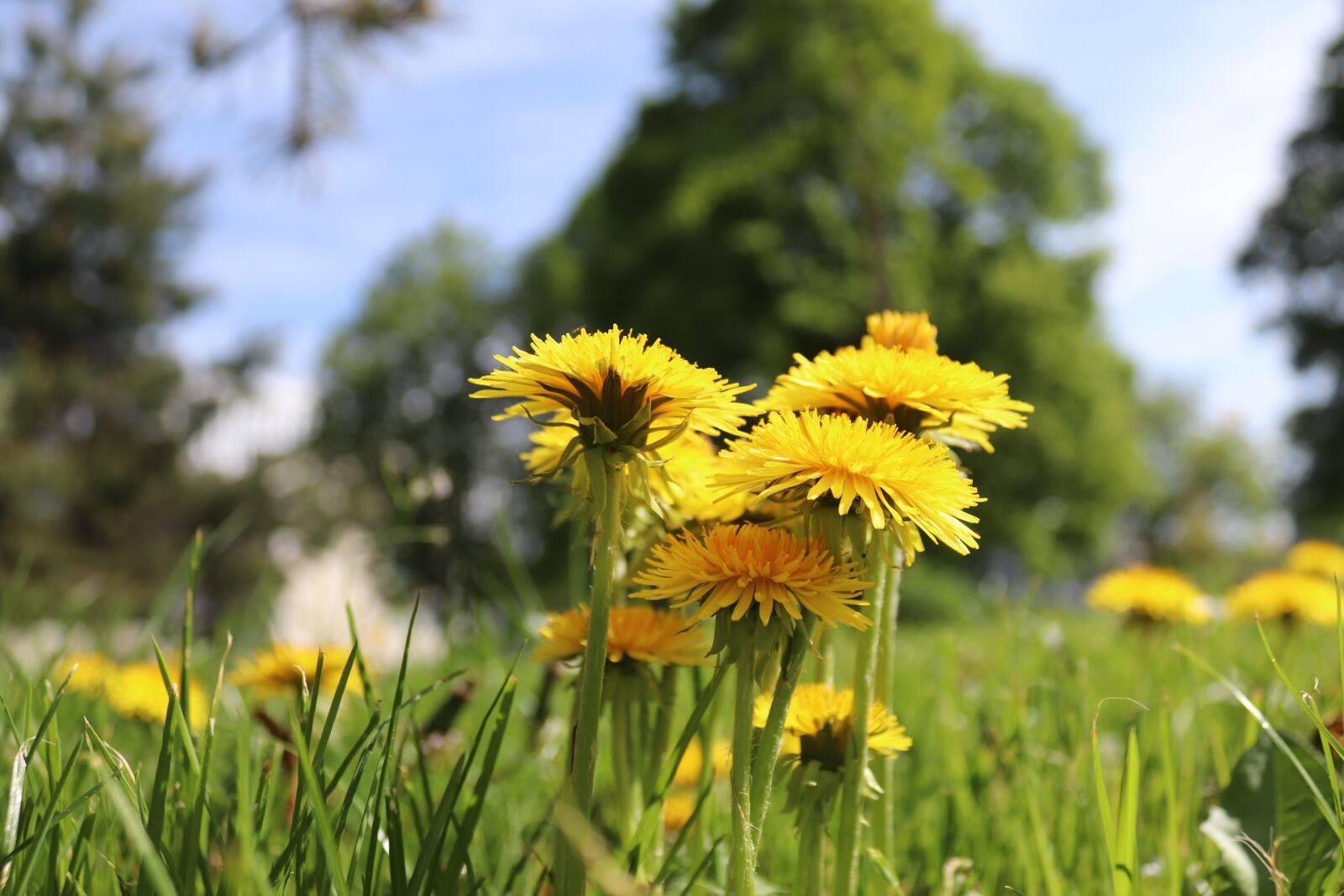 Canon EOS 200D (EOS Rebel SL2 / EOS Kiss X9) sample photo. Flower, dandelion, nature photography