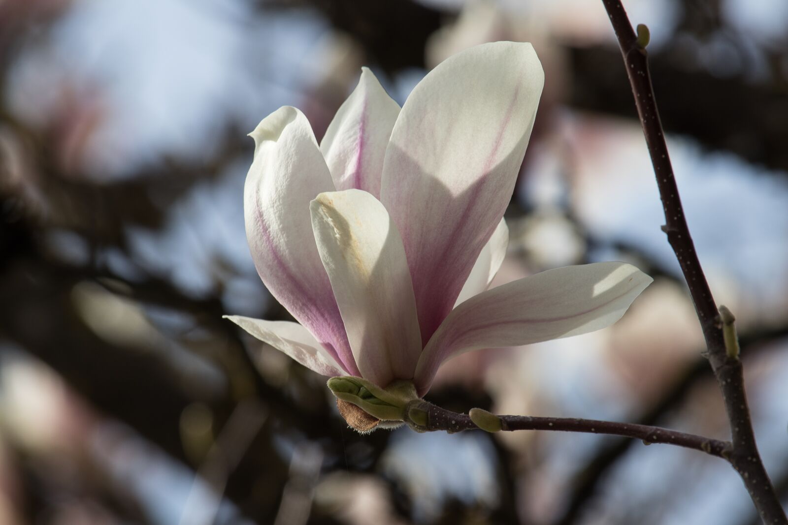 Canon EF-S 55-250mm F4-5.6 IS STM sample photo. Magnolia, tree, spring photography