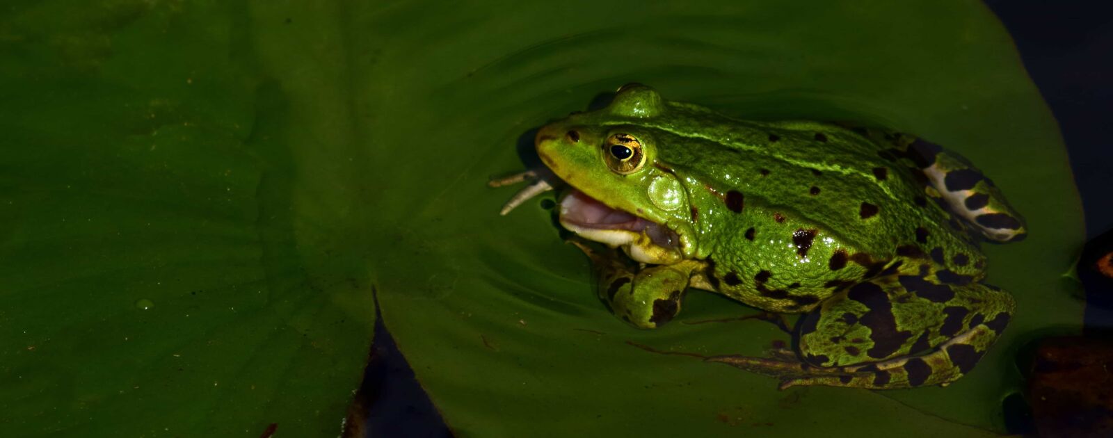 Nikon D3300 sample photo. Amphibian, leaf, frog, eye photography