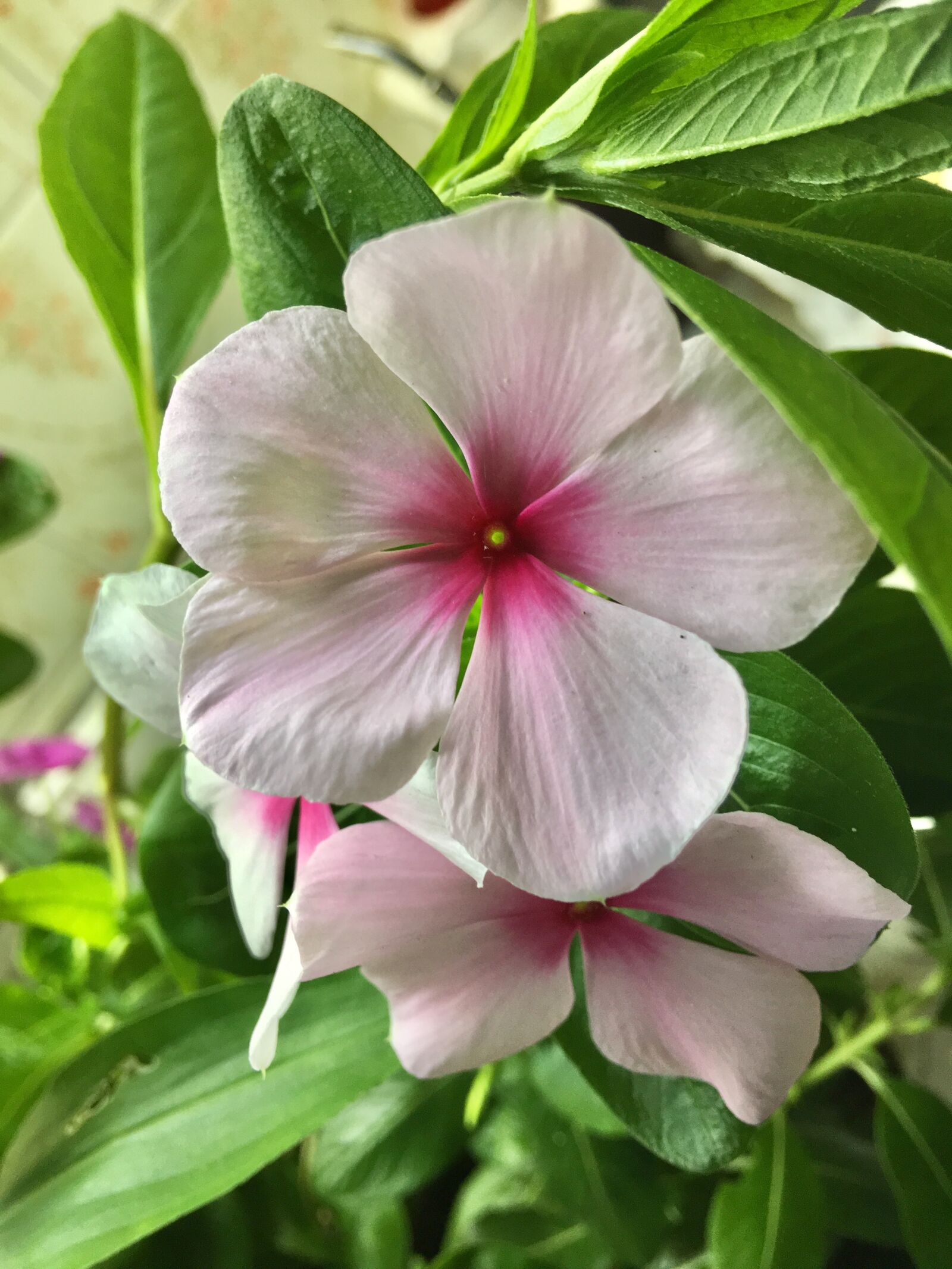Apple iPhone 6s Plus sample photo. Pink flower, white, flower photography