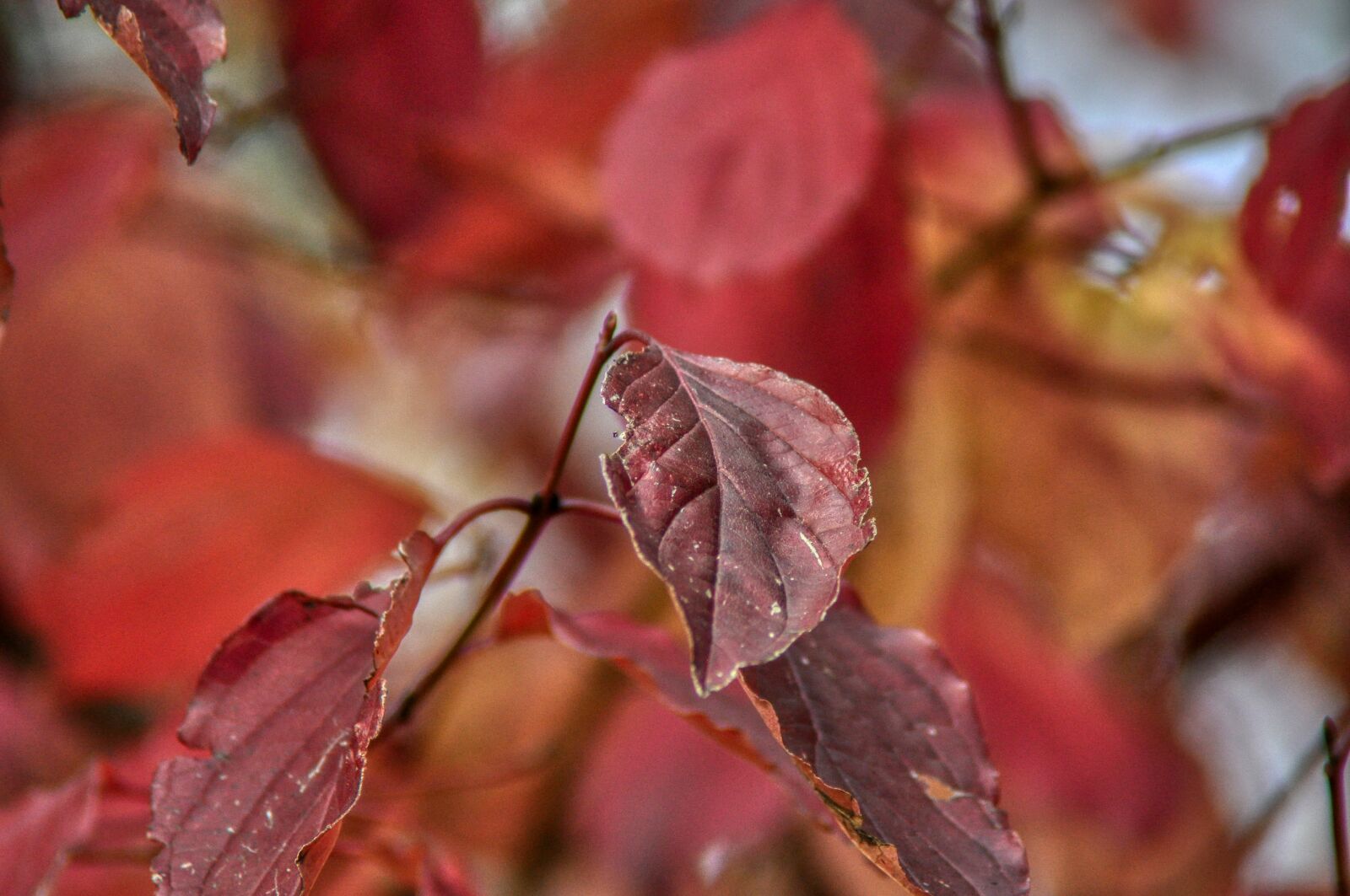Nikon D5000 sample photo. Autumn, tree, leaves photography