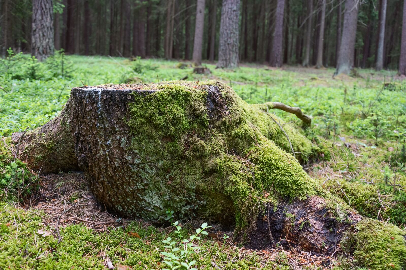 Nikon D7200 sample photo. Stump, forest, moss photography