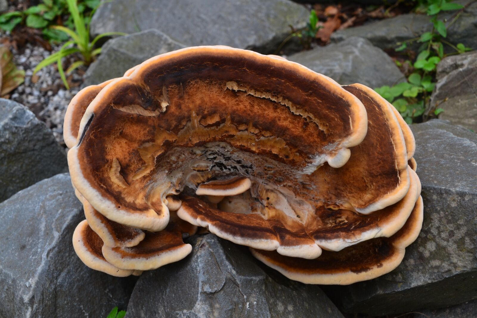 Nikon D3100 sample photo. Mushroom, forest, nature photography