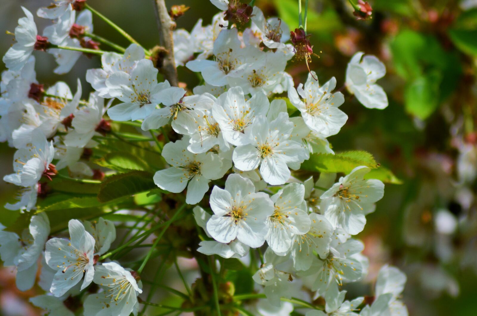Nikon D5100 sample photo. Cherry, cherry blossom, spring photography