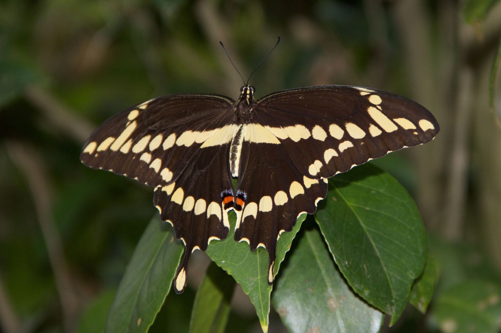Canon EOS 600D (Rebel EOS T3i / EOS Kiss X5) sample photo. Nature, insect, butterfly photography