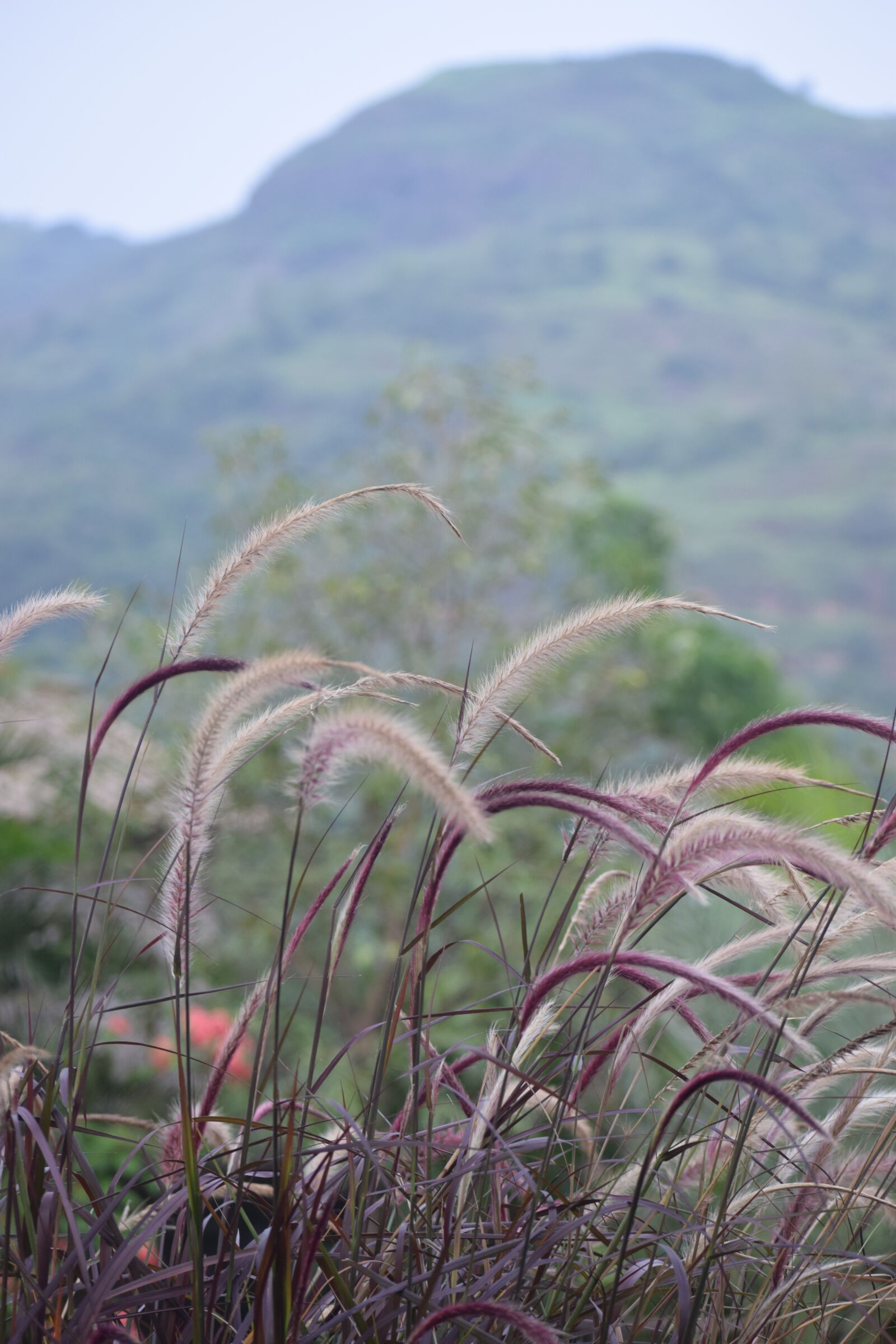Nikon D5300 sample photo. Monkey's tail plant, nature photography