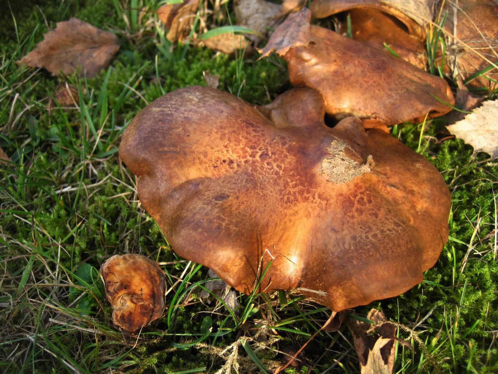 Canon PowerShot SD1200 IS (Digital IXUS 95 IS / IXY Digital 110 IS) sample photo. Bare kremplinge, paxillus involutus photography