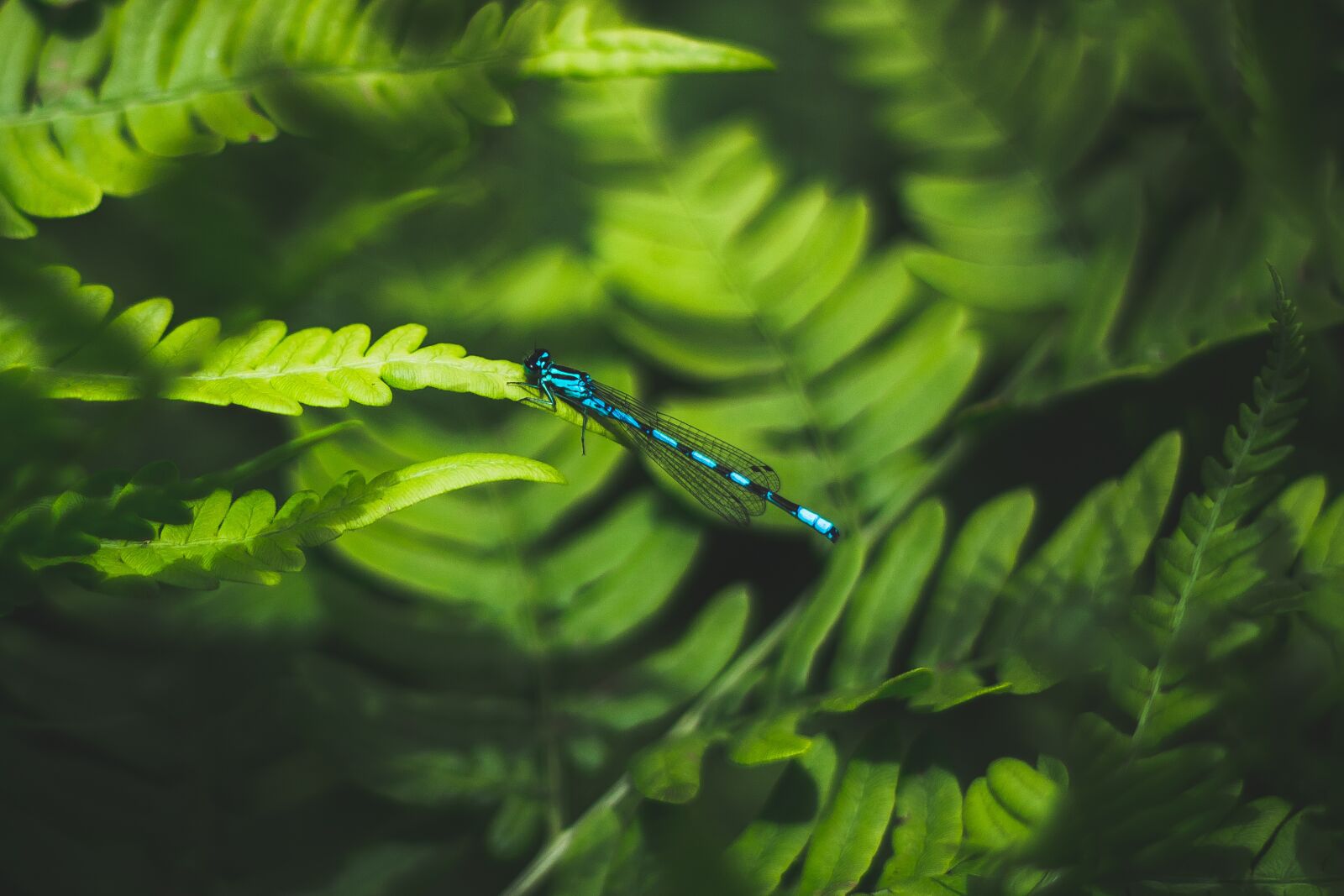 Canon EOS 600D (Rebel EOS T3i / EOS Kiss X5) + Canon EF 50mm F1.8 II sample photo. Dragonfly, nature, green photography