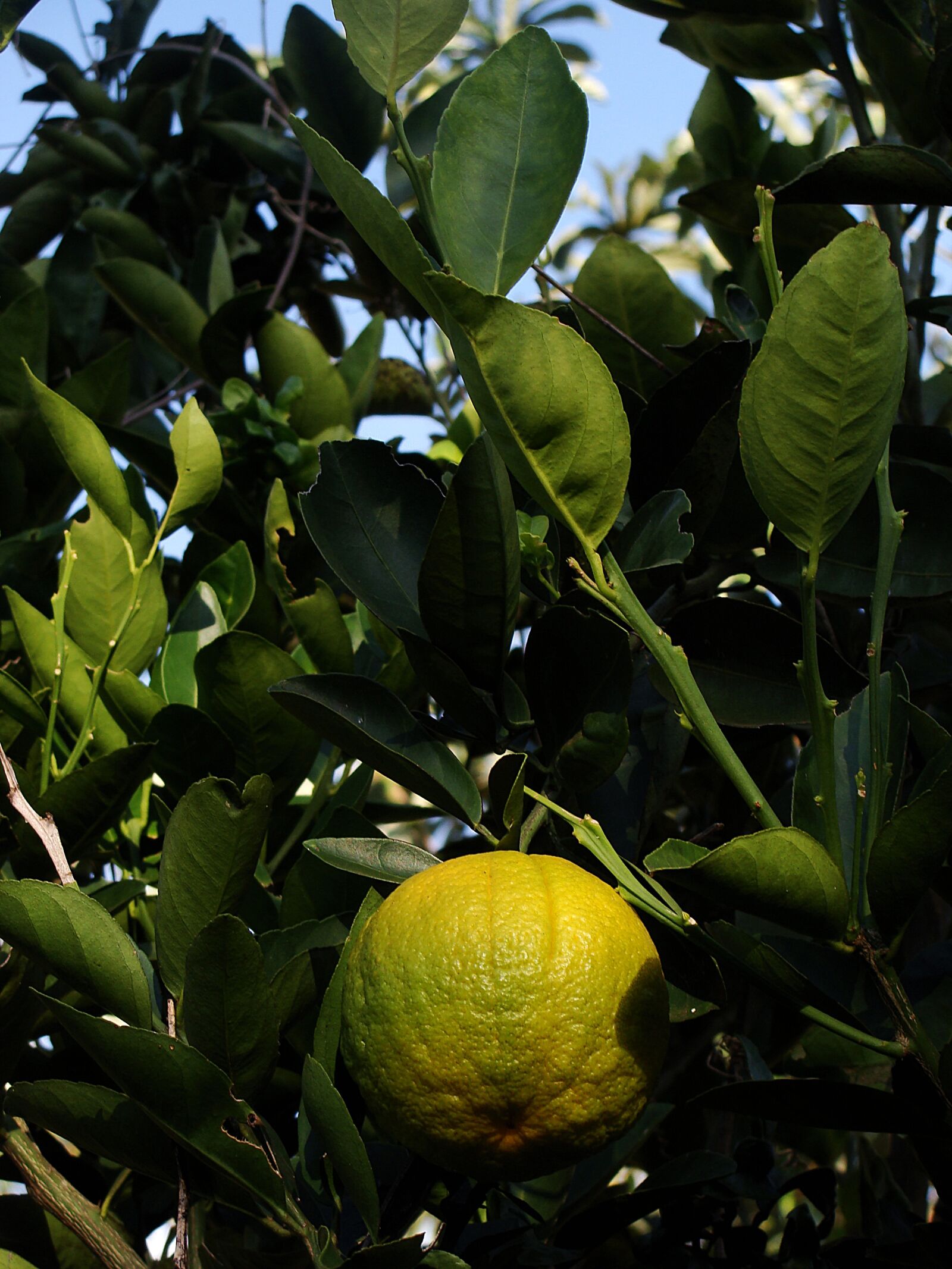Sony DSC-H3 sample photo. Orange, fruit, plant photography