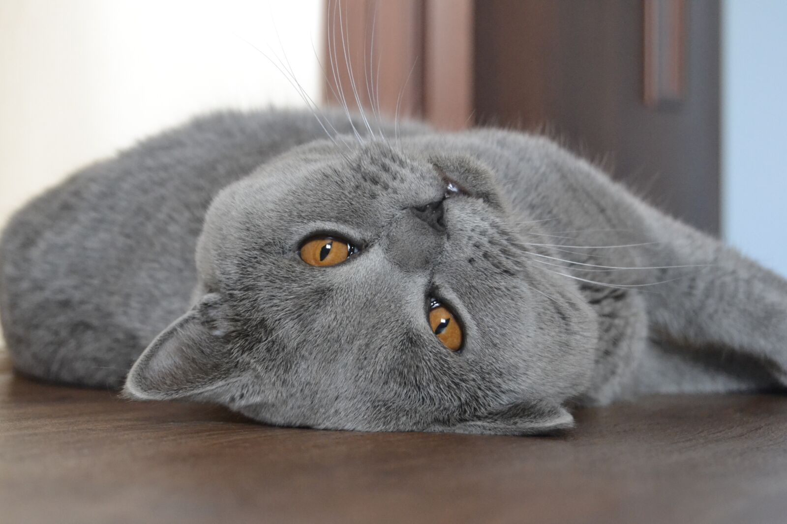 Nikon D3100 sample photo. Cat, british cat, blue photography