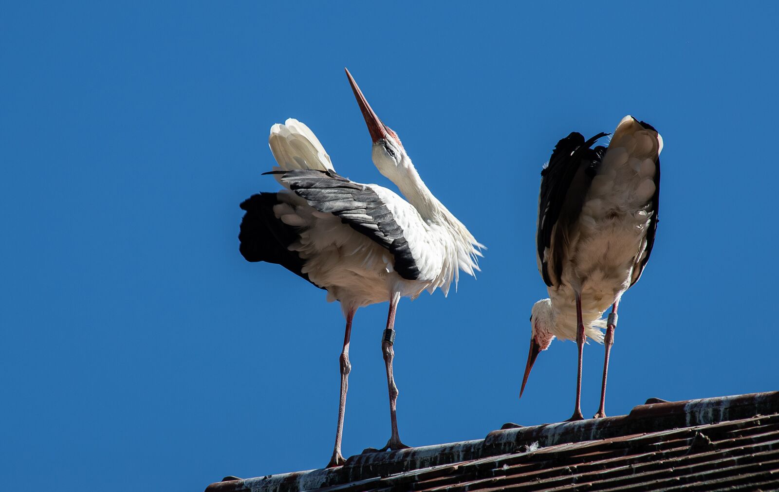 Canon EF 70-300mm F4-5.6 IS USM sample photo. Stork, storks, bird photography