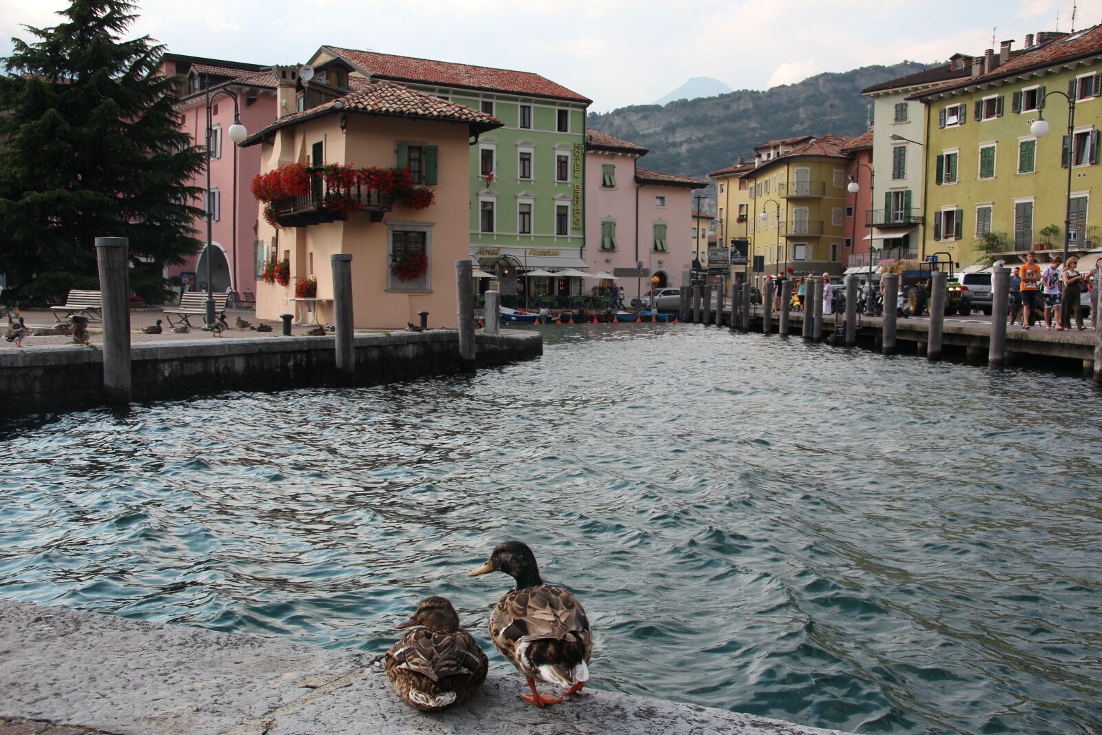 Canon EOS 600D (Rebel EOS T3i / EOS Kiss X5) sample photo. Torbole, port, ducks photography