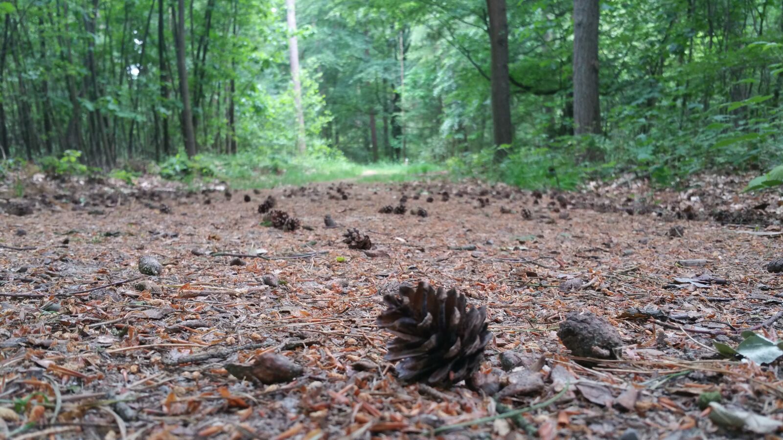 Samsung Galaxy Note4 sample photo. Forest path, forest, pinecone photography
