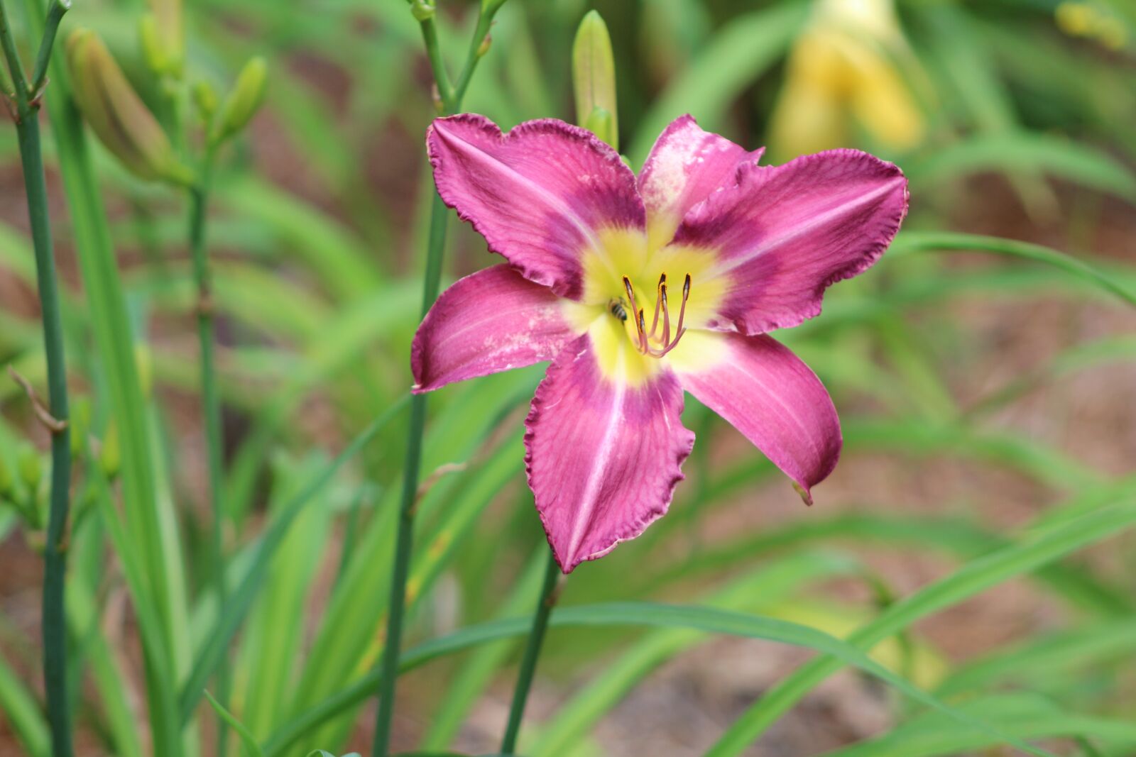 Canon EF 75-300mm f/4-5.6 sample photo. Flowers, purple, bloom photography