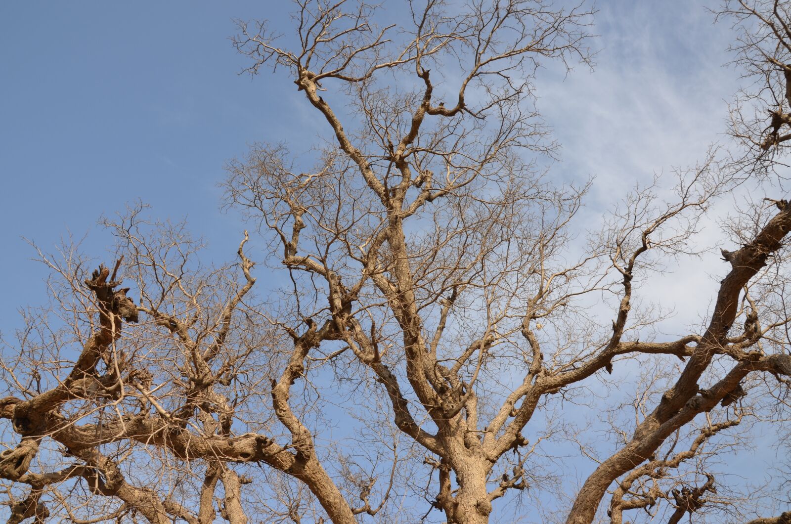 Nikon D5100 sample photo. Tree, branch, wood photography