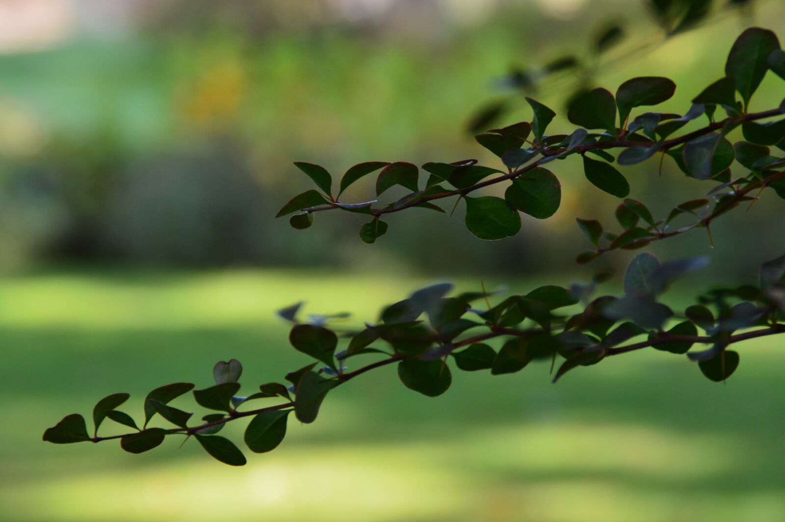 Nikon D3200 sample photo. Branch, nature, leaves photography