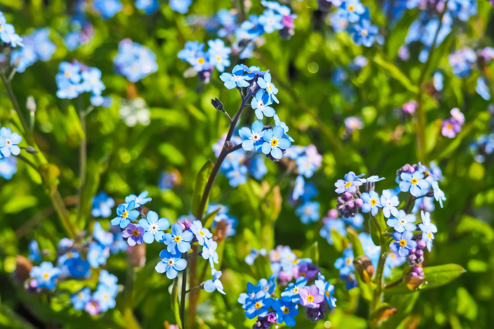 Olympus OM-D E-M10 sample photo. Nigella, hahnenfu gew chs photography