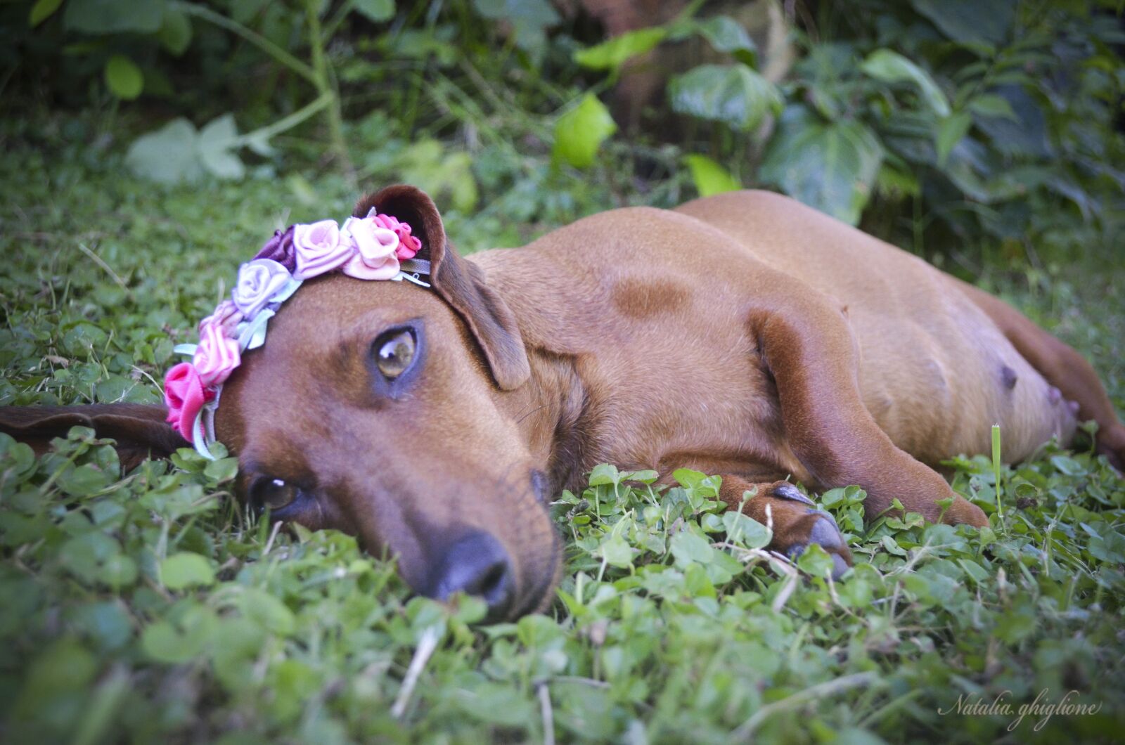 Nikon D5100 sample photo. Mama, dachsund, sausage photography