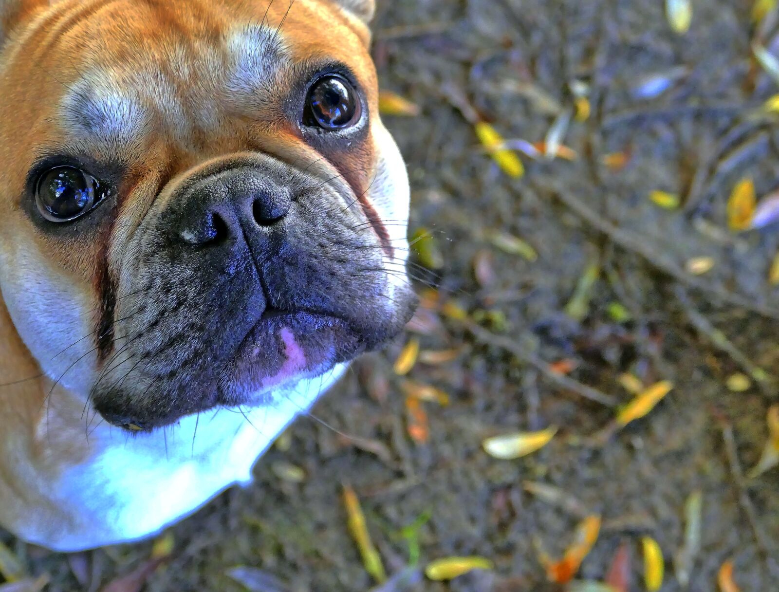 Panasonic Lumix DMC-FZ1000 sample photo. French bulldog, bulldog, dog photography