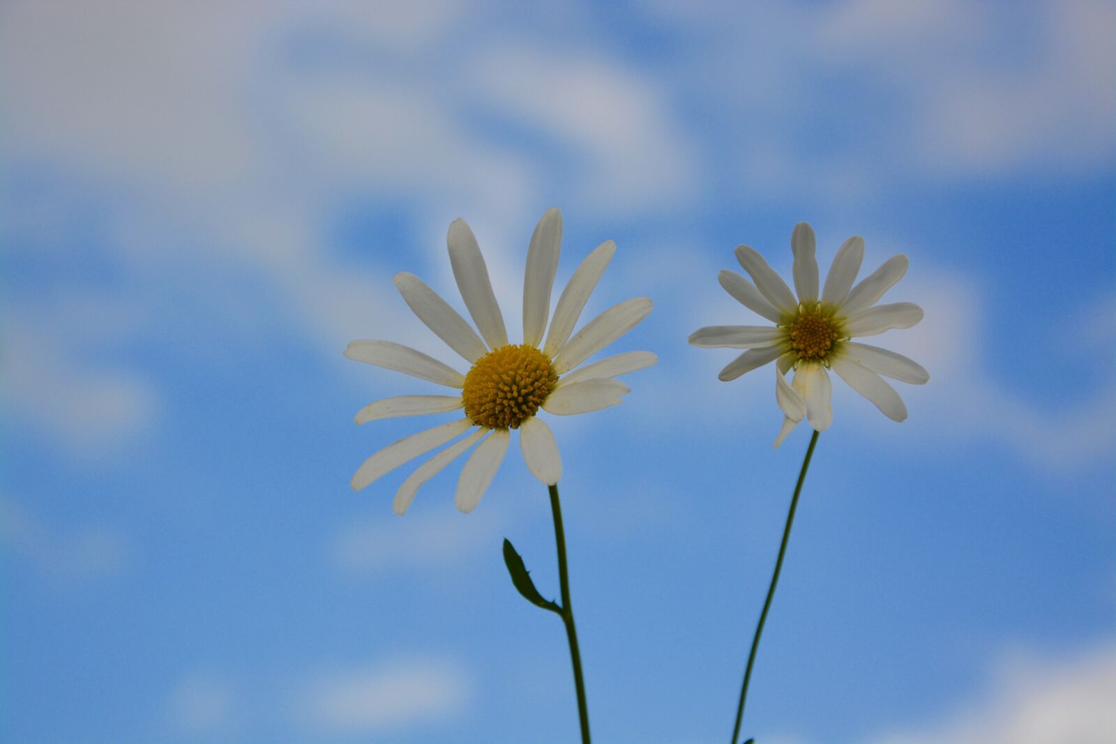 Nikon D5200 sample photo. Flowers, daisies, nature photography