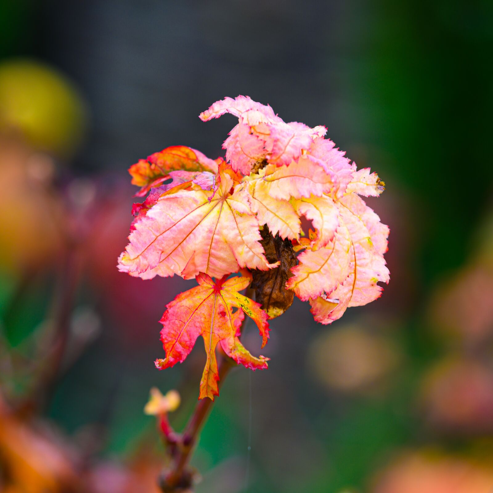 Nikon Z7 sample photo. Autumn, japanese maple, faded photography