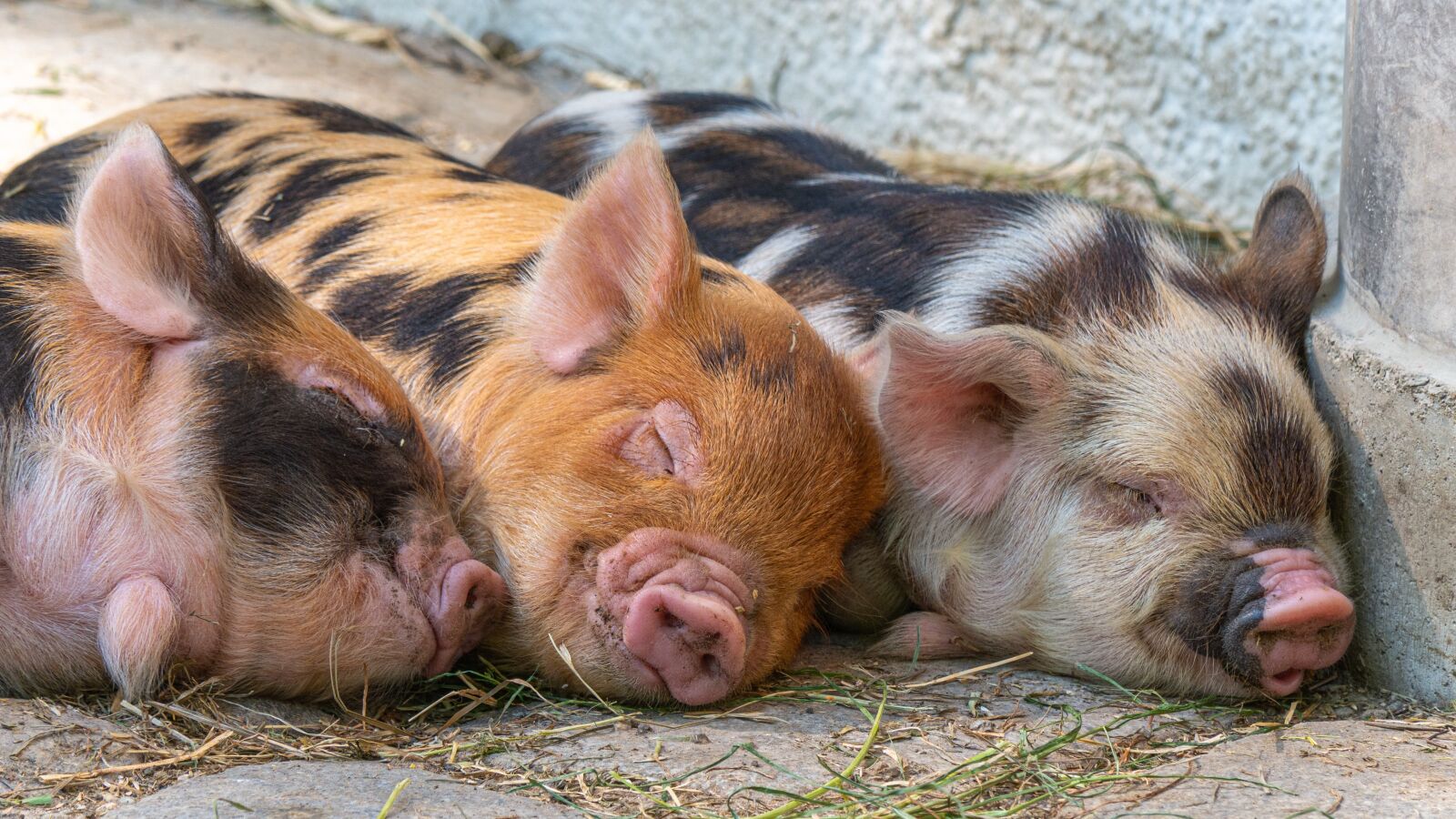 Panasonic DMC-G81 sample photo. Pigs, piglet, animal babies photography