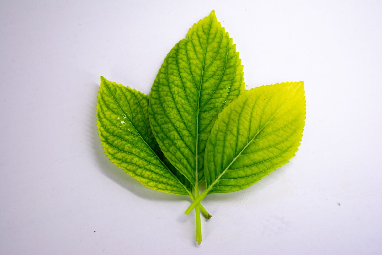Nikon D5200 sample photo. Leaf leafs, green, white photography
