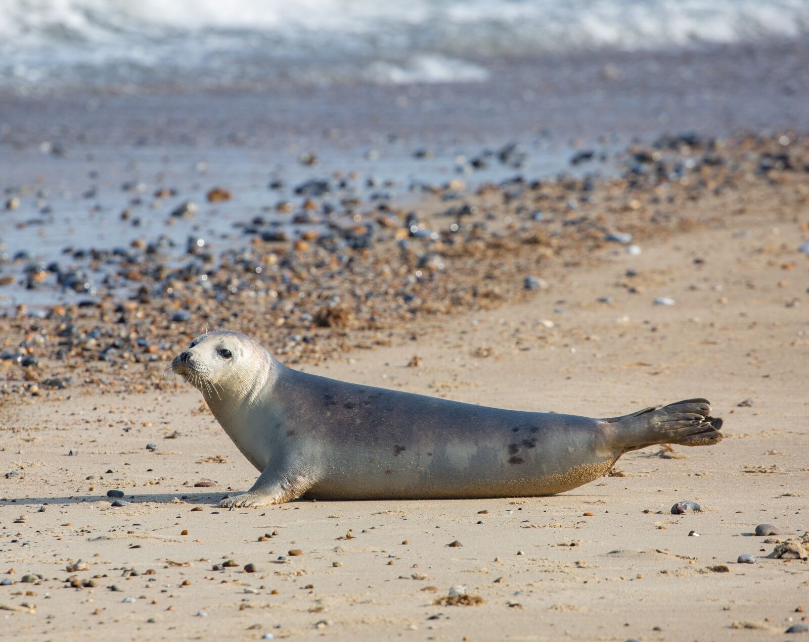 Canon EOS 5D Mark III sample photo. Harbor seal, seal, coast photography
