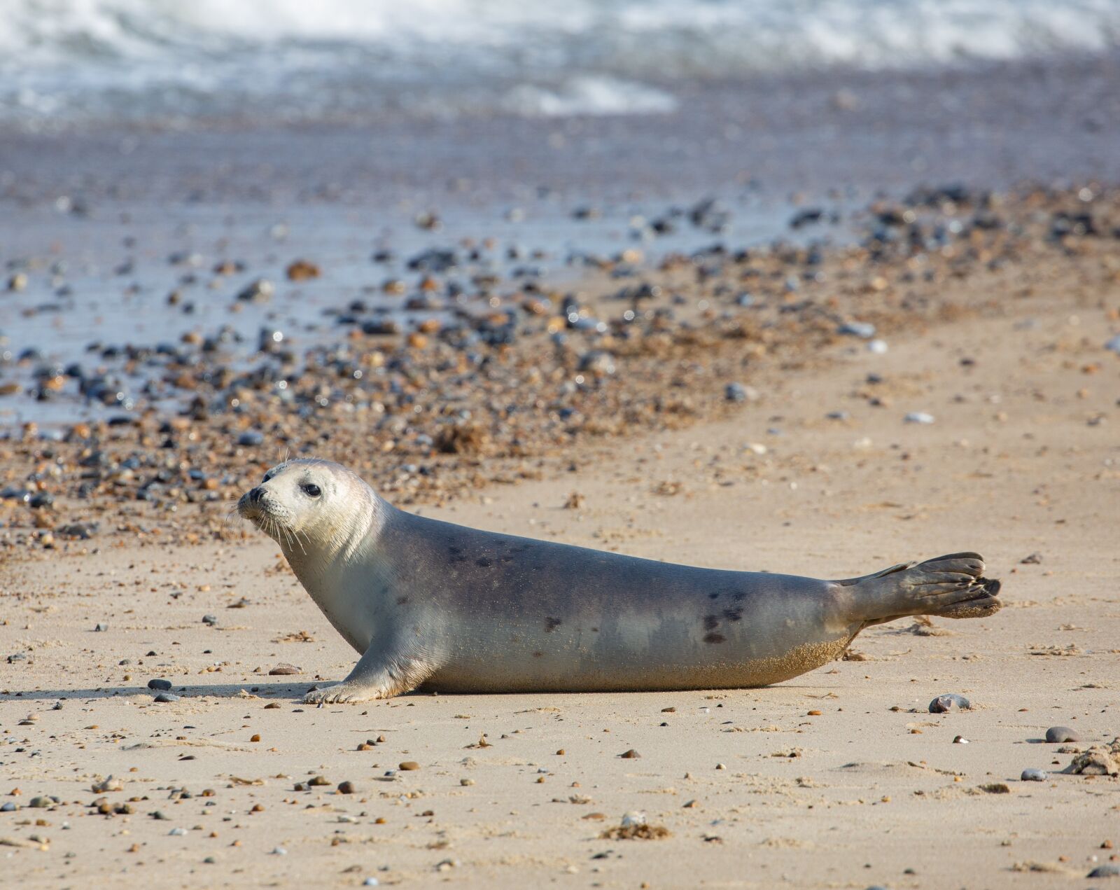 Canon EOS 5D Mark III + Canon EF 100-400mm F4.5-5.6L IS II USM sample photo. Harbor seal, seal, coast photography