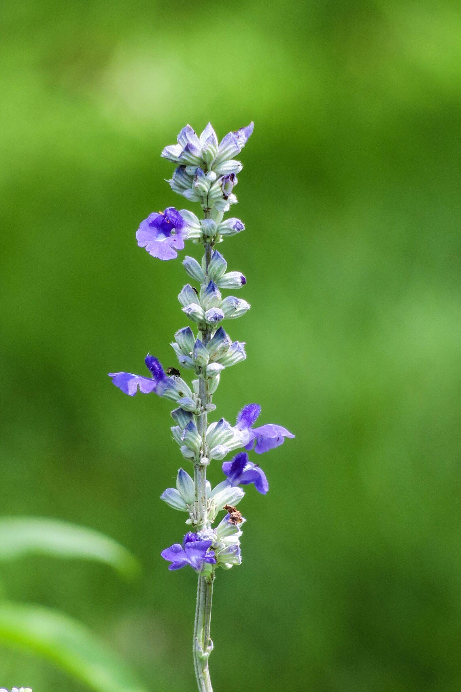 Canon PowerShot G3 X sample photo. Sage, natural, plant photography