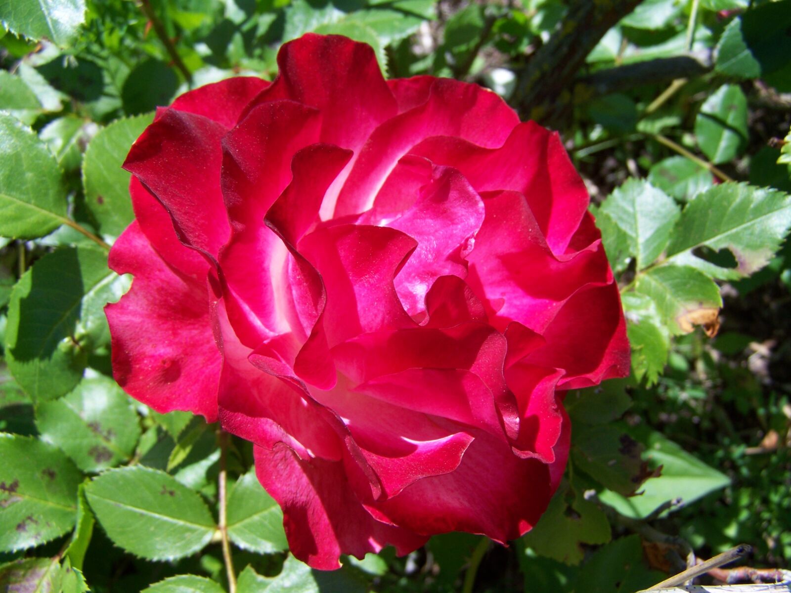 Kodak EASYSHARE ZD710 ZOOM DIGITAL CAMERA sample photo. Rose, cherry color flower photography