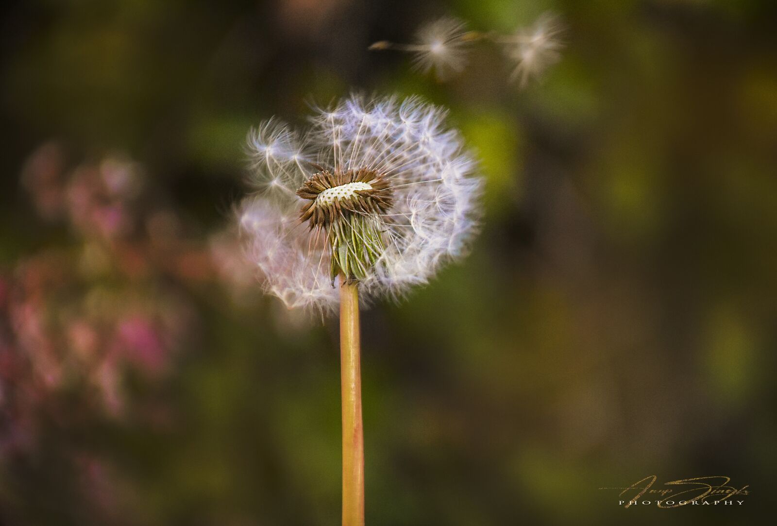 Nikon D5500 sample photo. White, dandelion, flower photography