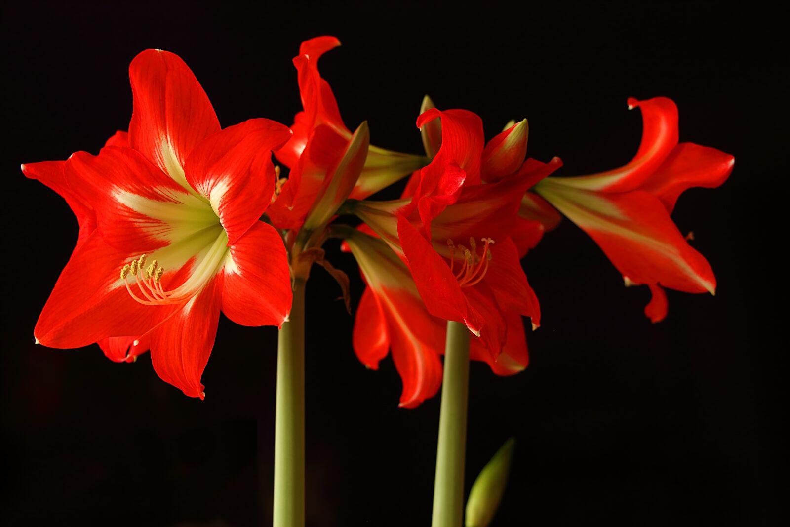 Canon EOS 700D (EOS Rebel T5i / EOS Kiss X7i) sample photo. Amaryllis, flower, blossom photography