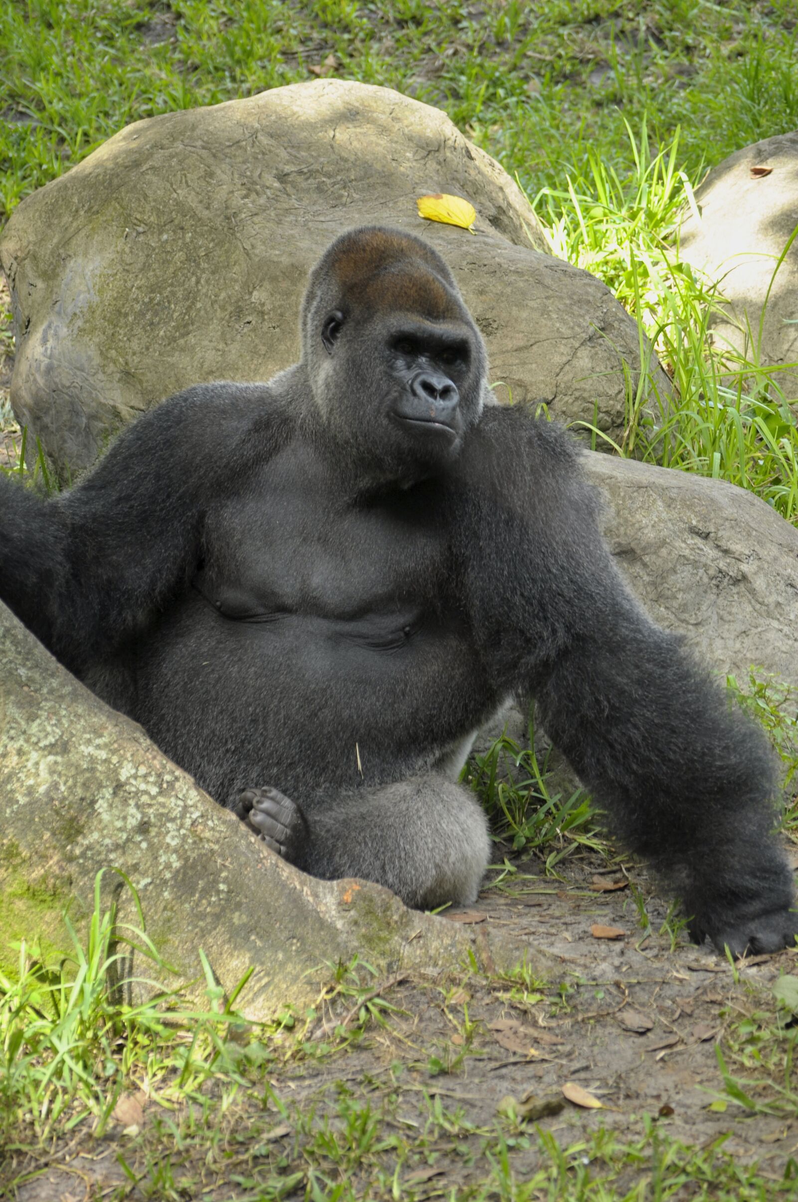 Nikon D5000 sample photo. Western lowland gorilla, ape photography
