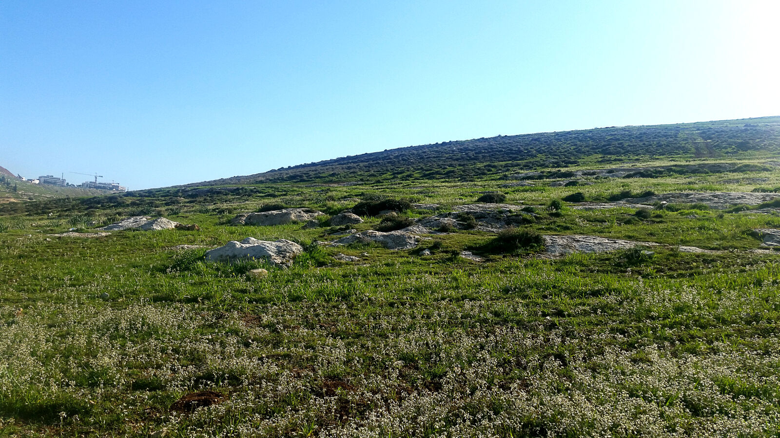 Samsung Galaxy S5 sample photo. Amman, grass, grass, land photography