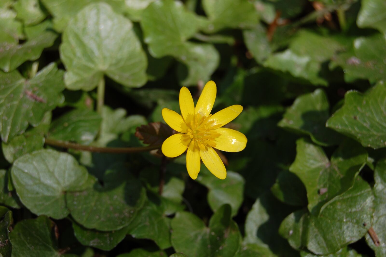 Nikon D40 sample photo. Buttercup, flower, yellow photography