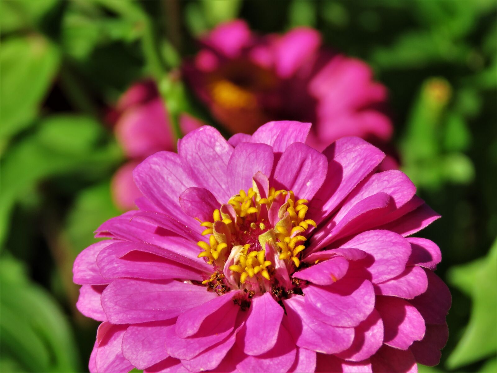 Canon PowerShot SX60 HS sample photo. Flower, close up, pink photography