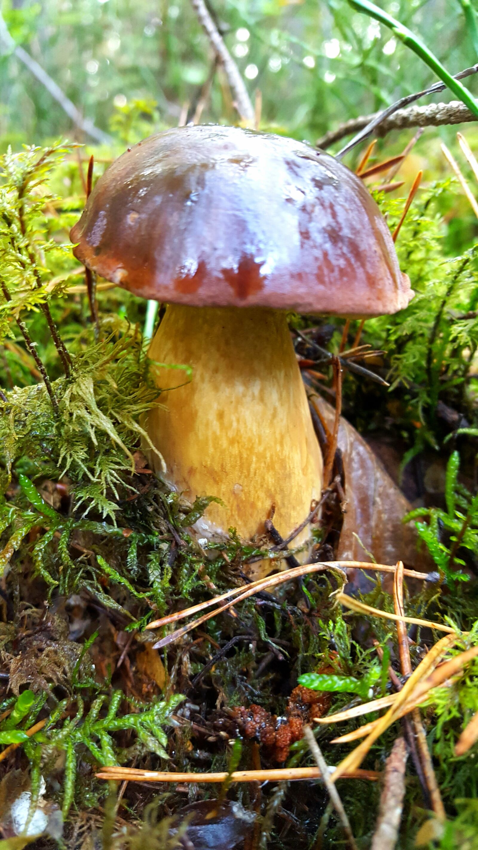 Samsung Galaxy S6 sample photo. Mushroom, forest, chestnut photography