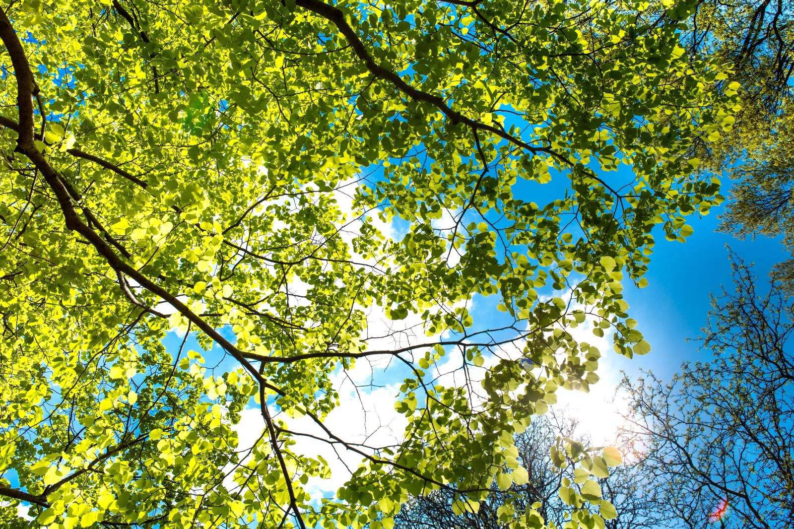 Canon EF 24-70mm F2.8L USM sample photo. Sky, branch, tree photography