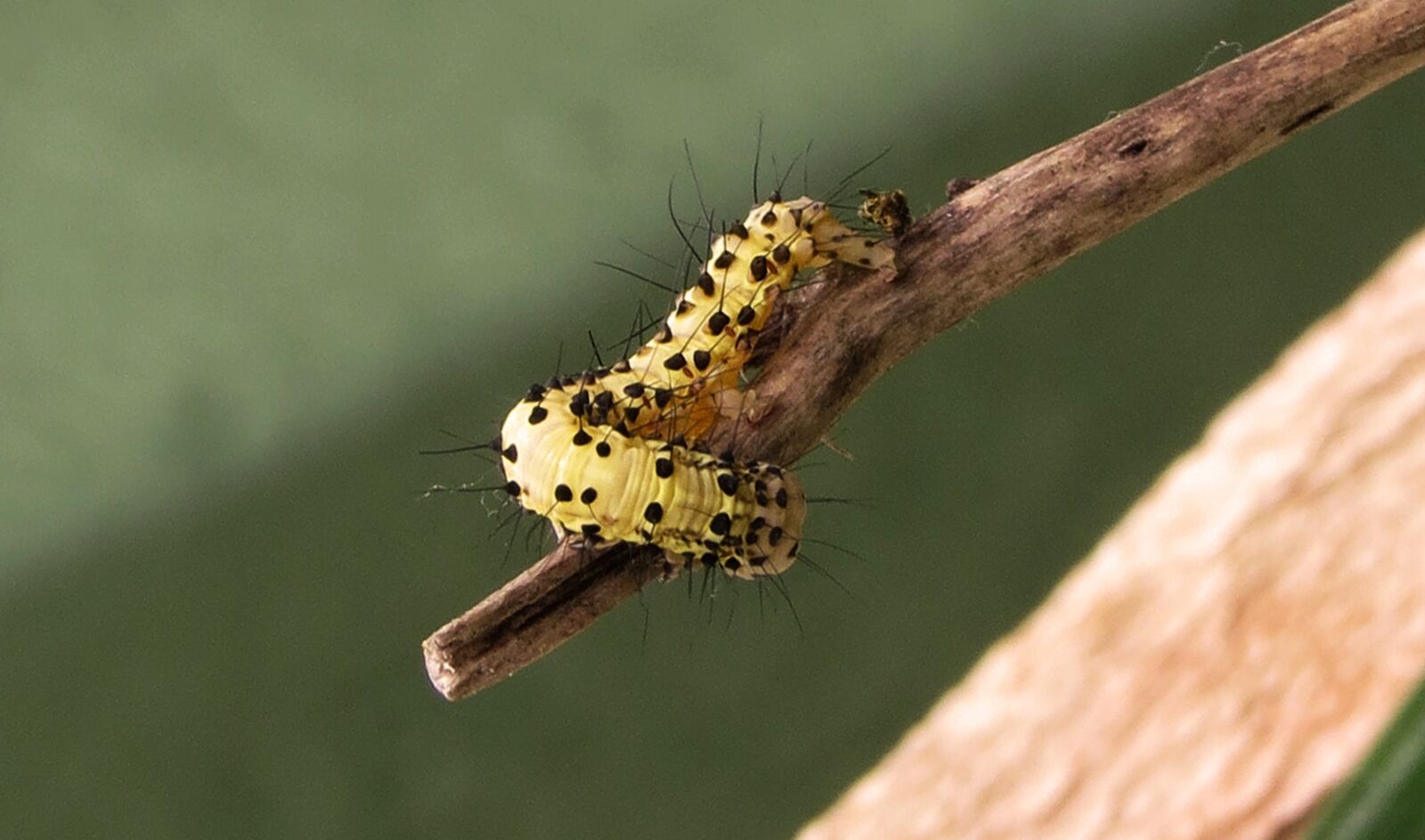Canon PowerShot SX50 HS sample photo. Insect, nature, wild life photography