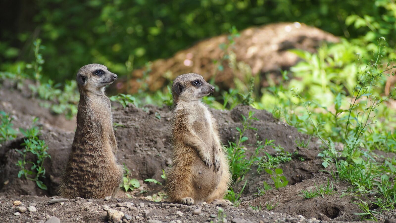 Olympus PEN E-PL3 sample photo. Meerkat, zoo, animal photography