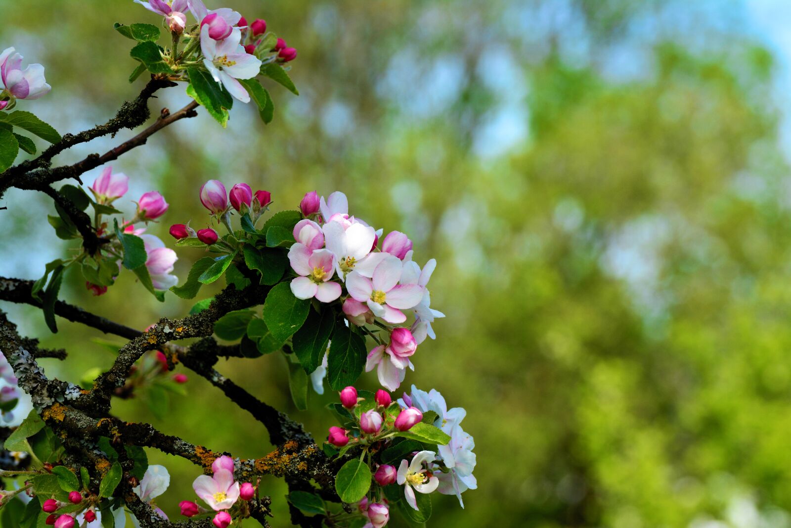 Nikon D5200 sample photo. Apple blossoms, apple tree photography