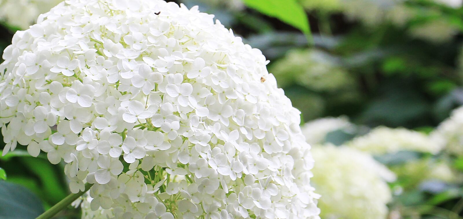 Canon EOS 550D (EOS Rebel T2i / EOS Kiss X4) sample photo. Hydrangea, flower, ornamental flower photography