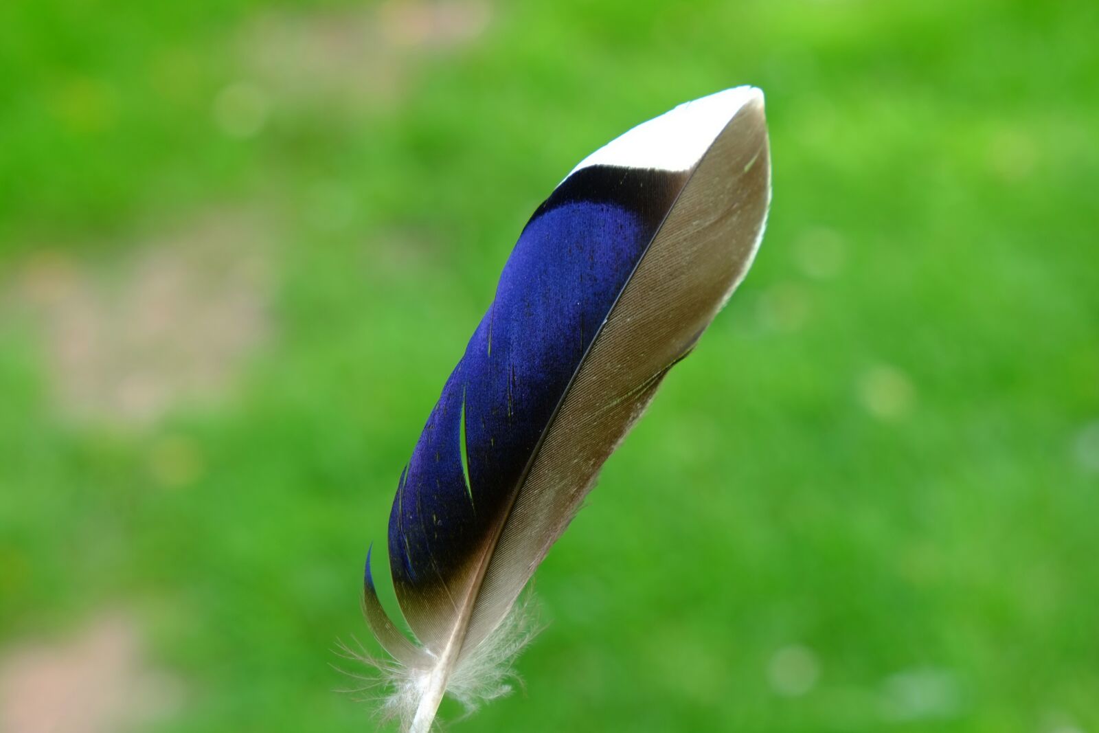 Fujifilm X-E1 sample photo. Feather, bird, duck photography