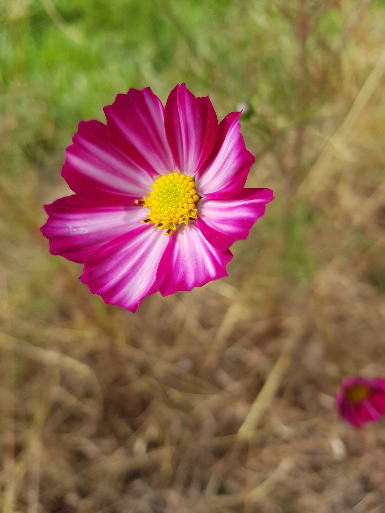 Samsung Galaxy S7 sample photo. Flower, pink flower, colors photography