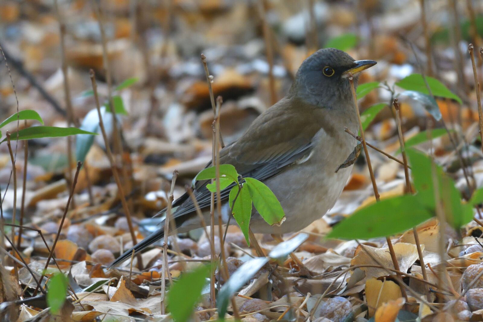 Nikon D500 sample photo. Natural, wild animals, bird photography