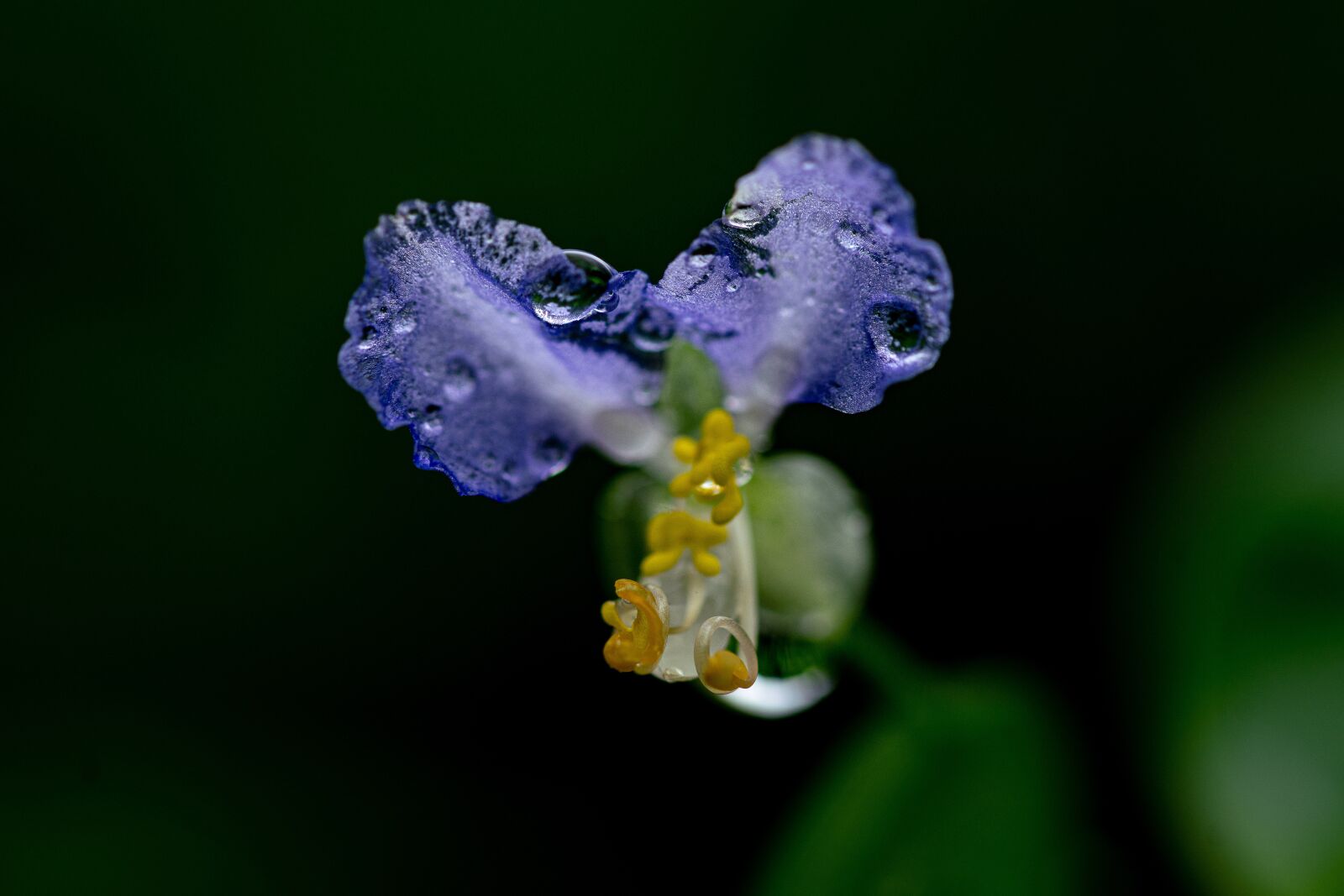 105mm F2.8 sample photo. Lily, rain, nature photography