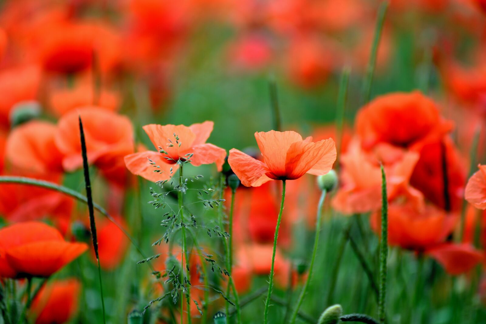Nikon D610 sample photo. Poppies, poppy, poppy field photography