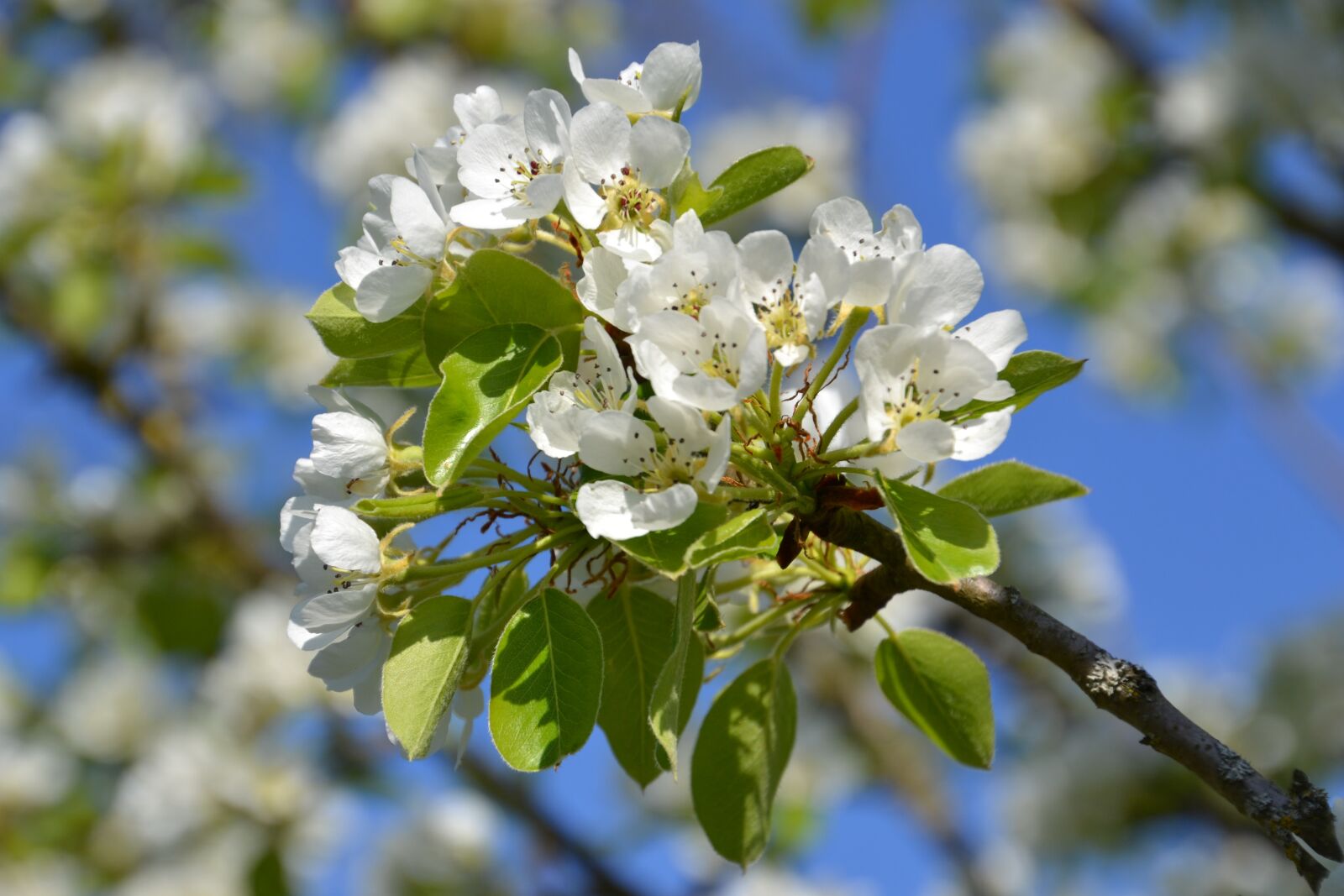 Nikon D3100 sample photo. Tree, flowers, spring photography