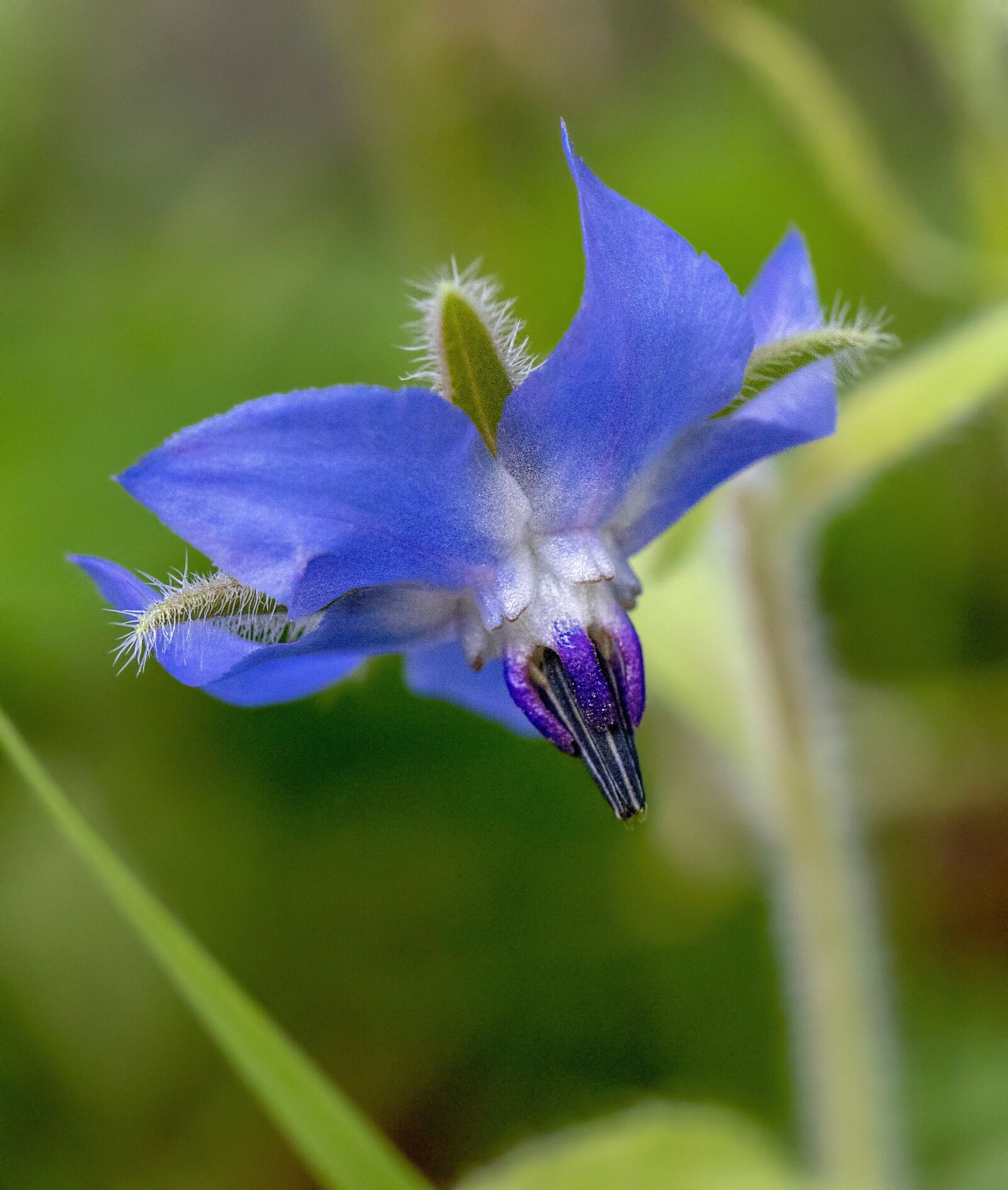 Canon EF 100mm F2.8L Macro IS USM sample photo. Borage, wildflower, botany photography